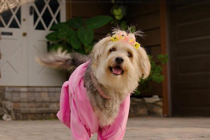 Dog tested. Dog Approved Ads (2)