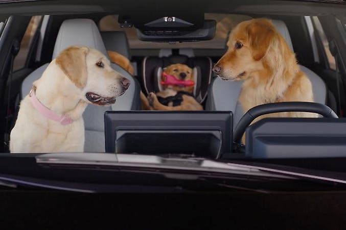 Dog tested. Dog Approved Ads (3)