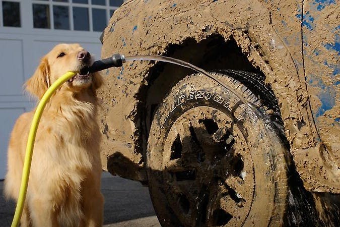 Dog tested. Dog Approved Ads